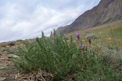 Oxytropis microphylla